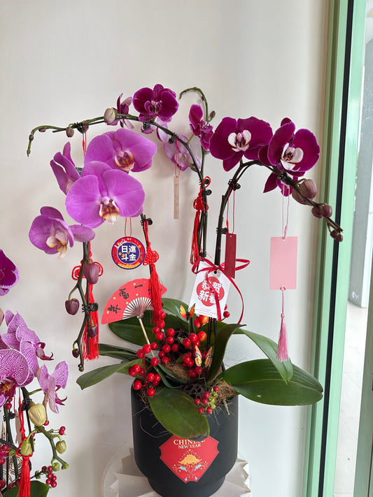 2025 CNY Phalaenopsis Potted蝴蝶兰年宵花