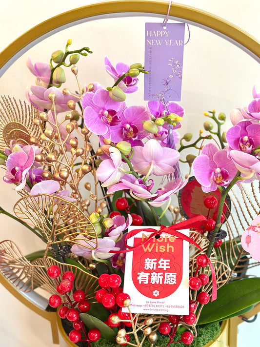 2025 CNY Phalaenopsis Potted蝴蝶兰年宵花带灯