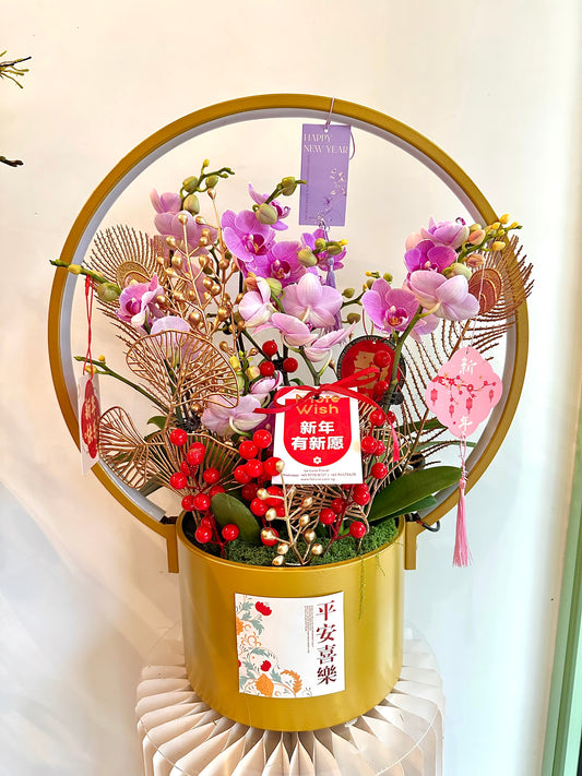2025 CNY Phalaenopsis Potted蝴蝶兰年宵花带灯