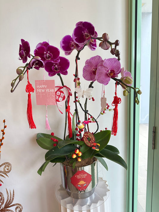 2025 CNY Phalaenopsis Potted蝴蝶兰年宵花