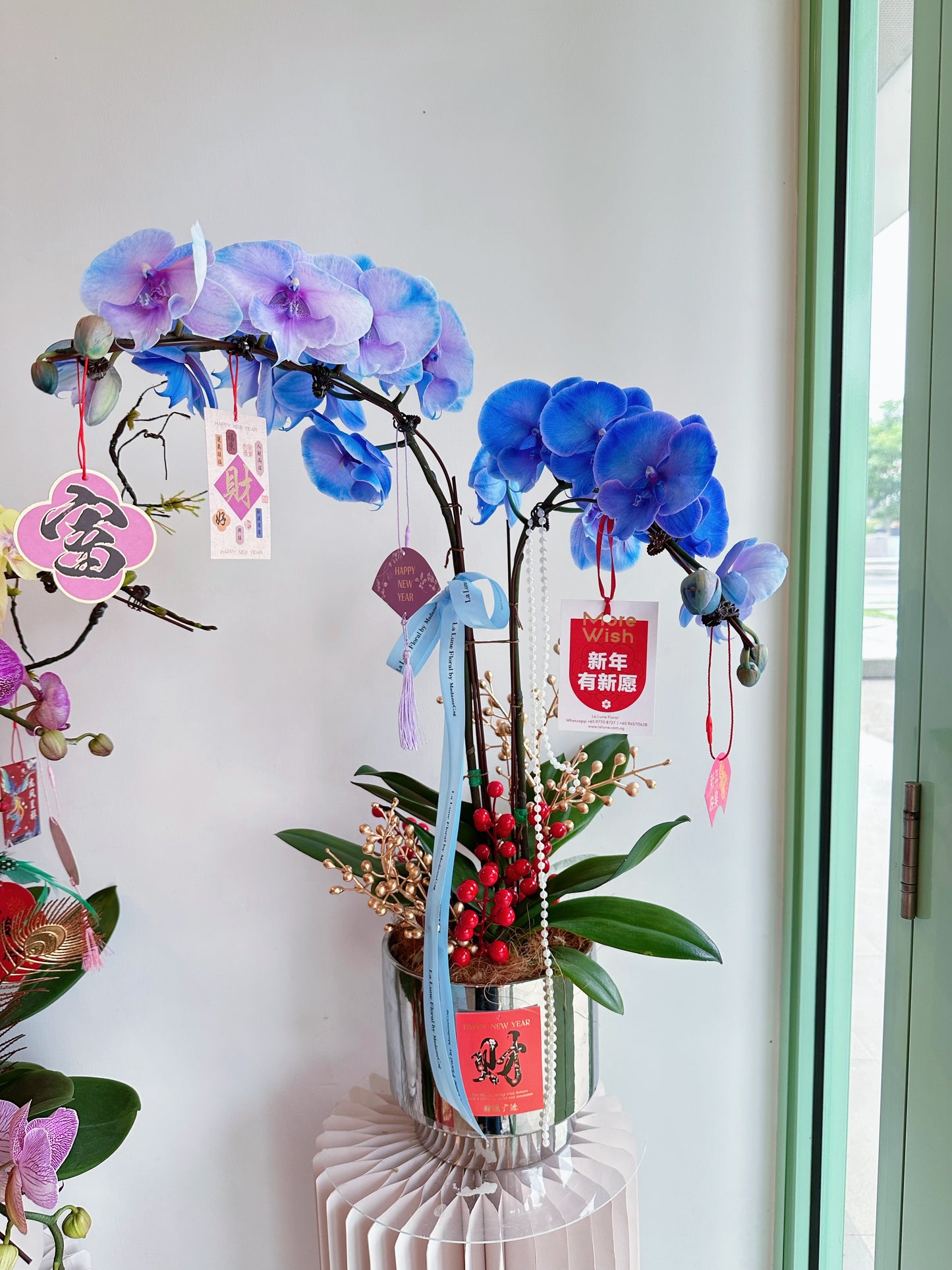 2025 CNY Phalaenopsis Potted马卡龙蝴蝶兰年宵花