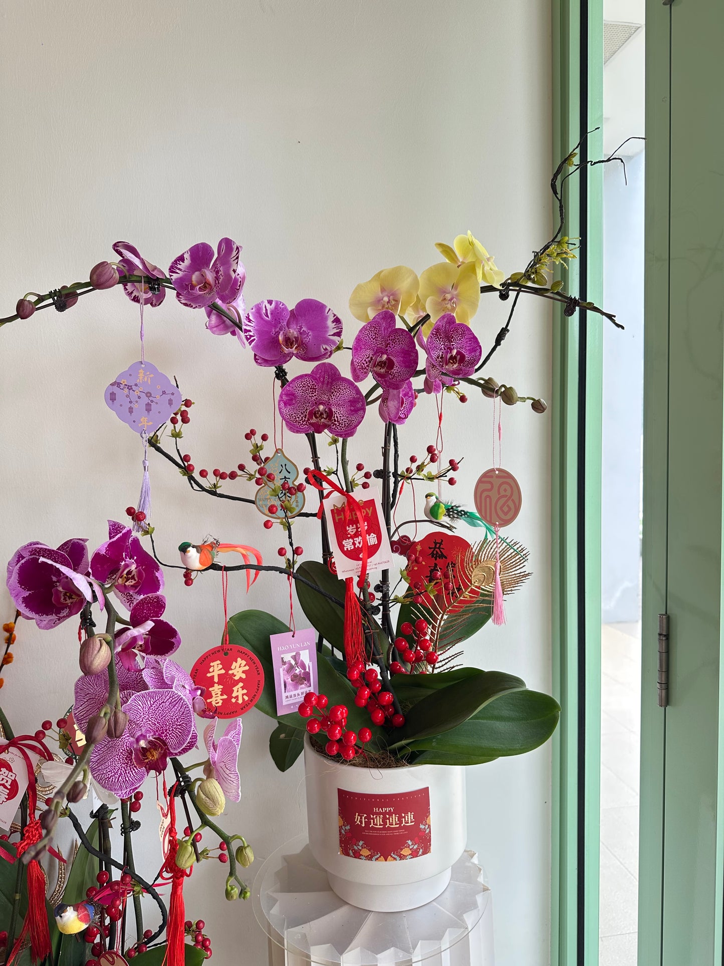 2025 CNY Phalaenopsis Potted蝴蝶兰年宵花