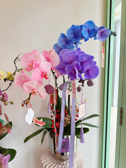 2025 CNY Phalaenopsis Potted马卡龙蝴蝶兰年宵花