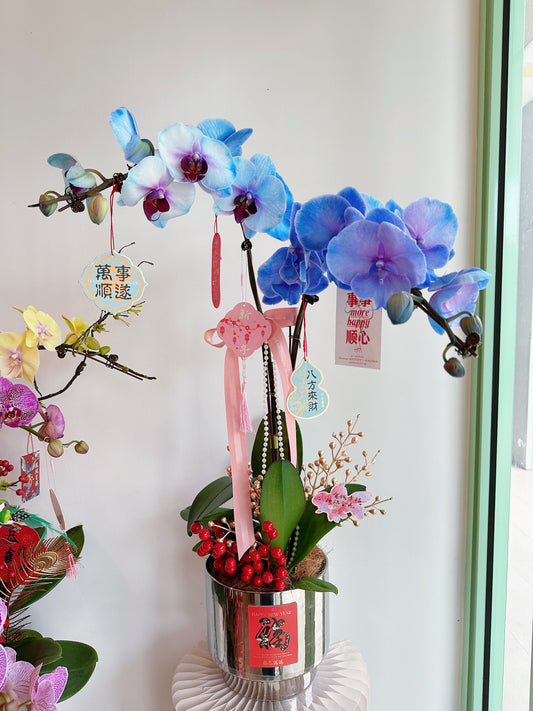 2025 CNY Phalaenopsis Potted马卡龙蝴蝶兰年宵花